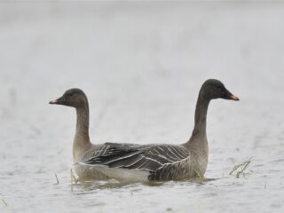Ganzensoort vindt razendsnel nieuw broedgebied in opwarmend noordpoolgebied: 'Ze zijn heel erg flexibel'