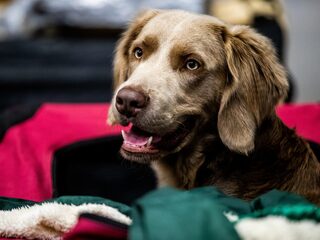 Hondenras bepaalt niet het gedrag van een hond