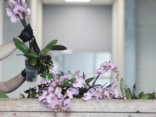 Argos: illegale plantenhandel roeit wilde soorten uit