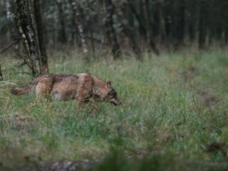 Provincie Friesland pleit voor jagen op wolven