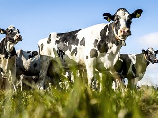 Podcast De Dag: blijven boeren of niet blijven boeren?