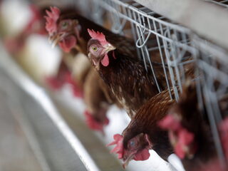 Dierenorganisaties willen wetgeving tegen hittestress bij veevervoer