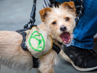 'Dognappings' lijken ook in Nederland toe te nemen: 'Registreer je hond'