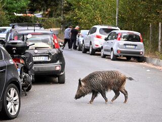 Het knorren moeten stoppen in Rome