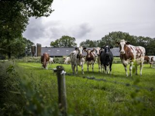 'Discussie over wetenschappelijke basis stikstofplannen niet nodig'