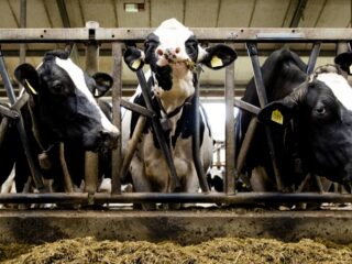 Podcast De Dag: nog meer chaos in stikstofdossier