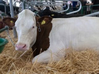 Stand.nl: 'Het vooruitschuiven van de stikstofdoelen is onacceptabel'