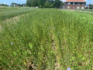 Textiel fossielvrij: terug naar plantaardige kleding