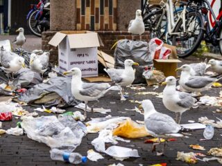 Anticonceptie bij meeuwen om overlast in Scheveningen te verminderen