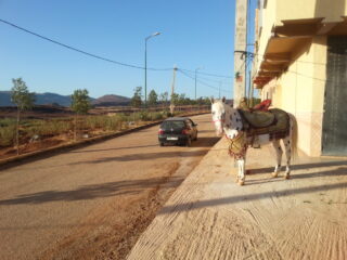 Casablanca wil af van paardenkarren