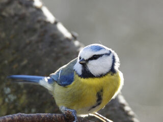 Dit is waarom je nu veel pimpelmezen ziet