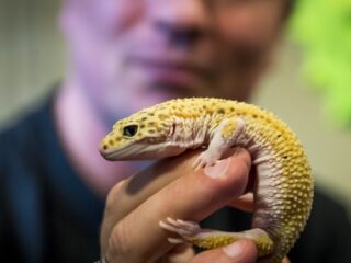 'Verbied beurzen voor exotische dieren'