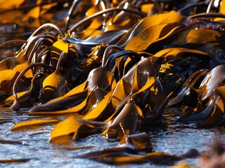 Hebben we met zeewier het nieuwe goud in handen?