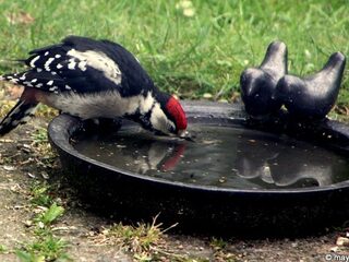 Hoe houden dieren het hoofd koel in deze hitte?