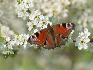 Vlinders houden niet van stikstof