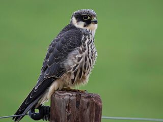 Het mysterieuze leven van de boomvalk