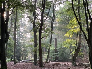 Voedselbos is razendpopulair: maar hoe begin je er een?