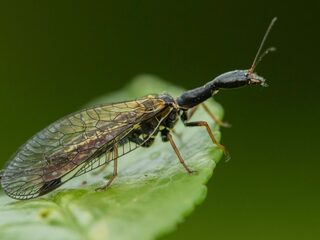 Een echte rover maar geen briljante piloot, dat is de kameelhalsvlieg