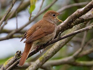 Op pad voor de mooiste vogelgeluiden voor het Nationale Vogelconcert
