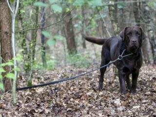 Meldingen over dierenleed explosief toegenomen