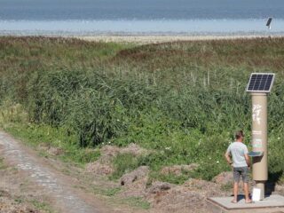 Wadvogels beschermen met een slim stoplicht