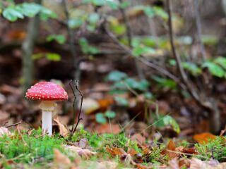 De vliegenzwam: De meeste mystieke paddenstoel