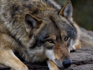 Valt de Nederlandse wolf binnenkort ook ten prooi aan wildstroperij?