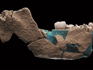 Menselijke stamboom wordt steeds diverser: alweer een nieuwe mensensoort