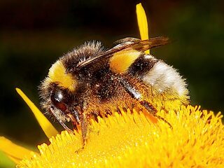 'Met stuifmeel bepoederd hommelkontje is een overwinning'