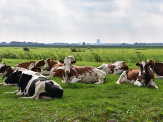 Oproep: 'Laat niet al het grasland verdwijnen'