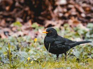 Het gaat niet goed met de merel: kunnen we de vogel nog redden?