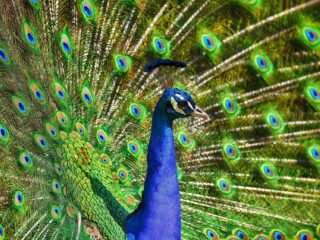 Strijd, overspel en bedrog: de verleidingstechnieken van dieren