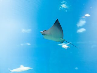 Waarom hebben de haaien en roggen in de Noordzee meer bescherming nodig?