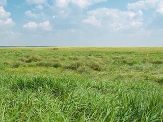 Is graslandbevloeiing de oplossing tegen droogte?