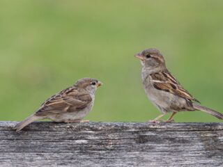 2,4 miljoen vogels op dit hele kleine stukje aarde