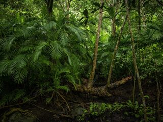 Natuurbeschermingsinitiatief 'EarthToday' kan oprichters miljarden opleveren