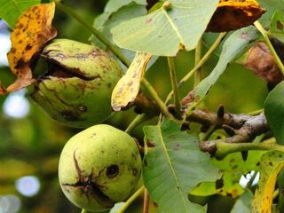 Voedsel uit je eigen eetbare tuin of bos