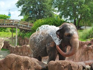 Lucht in olifantenslurf gaat net zo snel als een hogesnelheidstrein