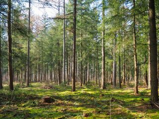 De boswachter van anno 2021