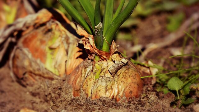 Gevaarlijke stof PFAS in volkstuinen aangetroffen: 'Eet geen vervuilde groenten en fruit'