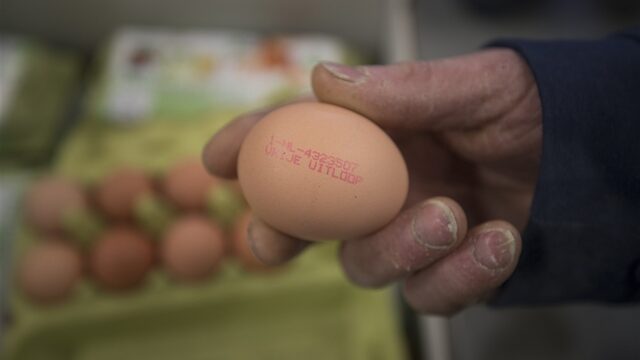 Salmonella: de gevaren en hoe je een infectie voorkomt
