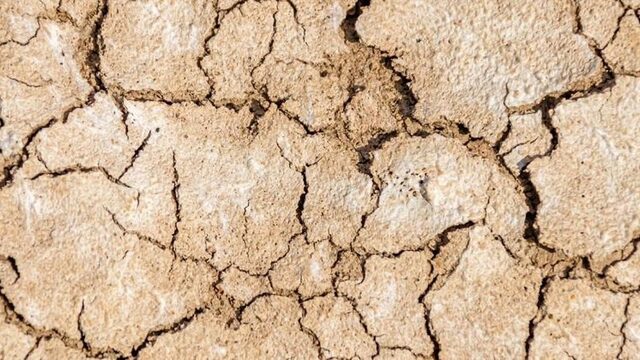 De droogte zorgt voor problemen in de natuur