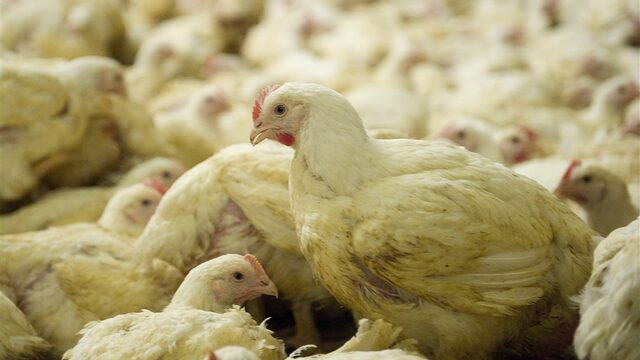 Deze fastfoodketens verkopen nog altijd plofkip