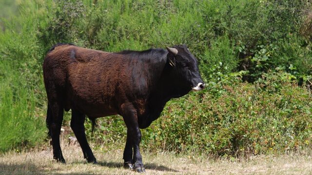 Wat kan je leren van de tauros?