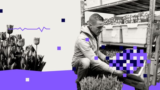 Door de nieuwe strategie van de bloemenveiling zijn er straks alleen nog rode en gele tulpen