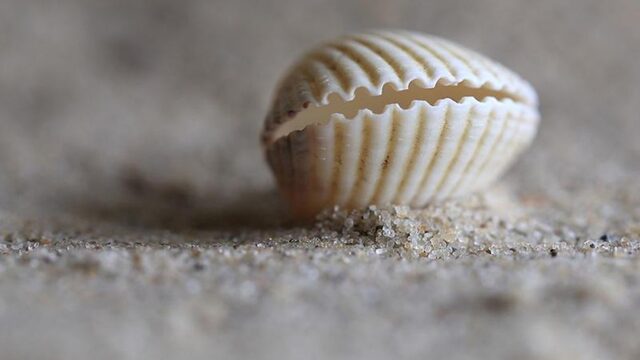 Nederlandse natuurorganisaties organiseren eerste schelpenteldag