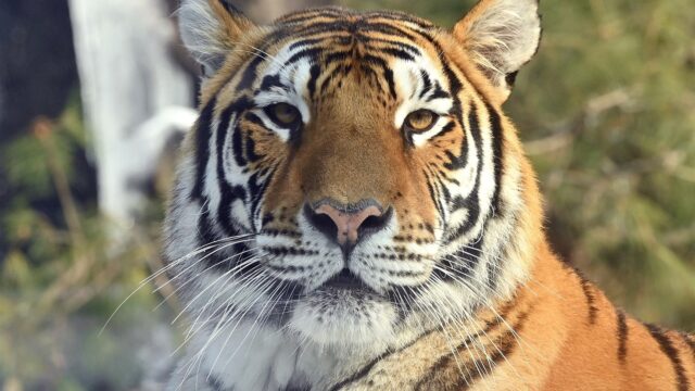 Tijger Hosooni leeft al drie jaar eenzaam in verlaten park