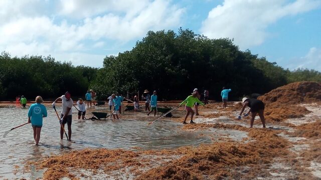 Cariben zuchten onder zeewier