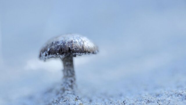 Op zoek naar de winterpaddenstoel