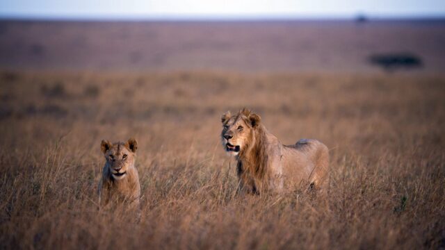 Tanzania wil jagertoerisme stimuleren